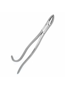 Tooth Forceps (SS)